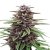 Purple Kush CBD 1:1 Auto - samonakvétací semínka 3 ks Seedsman