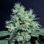Dutch Dragon 3 ks, feminizované semená Paradise Seeds