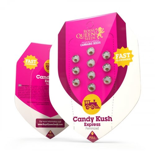 Candy Kush Express szybko kwitnące feminizowane nasiona 3szt Royal Queen Seeds