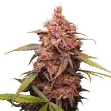 Purple Punch feminized seeds 3 pcs Seedstockers