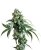 Jack Flash - 10 seeds standardized Sensi Seeds