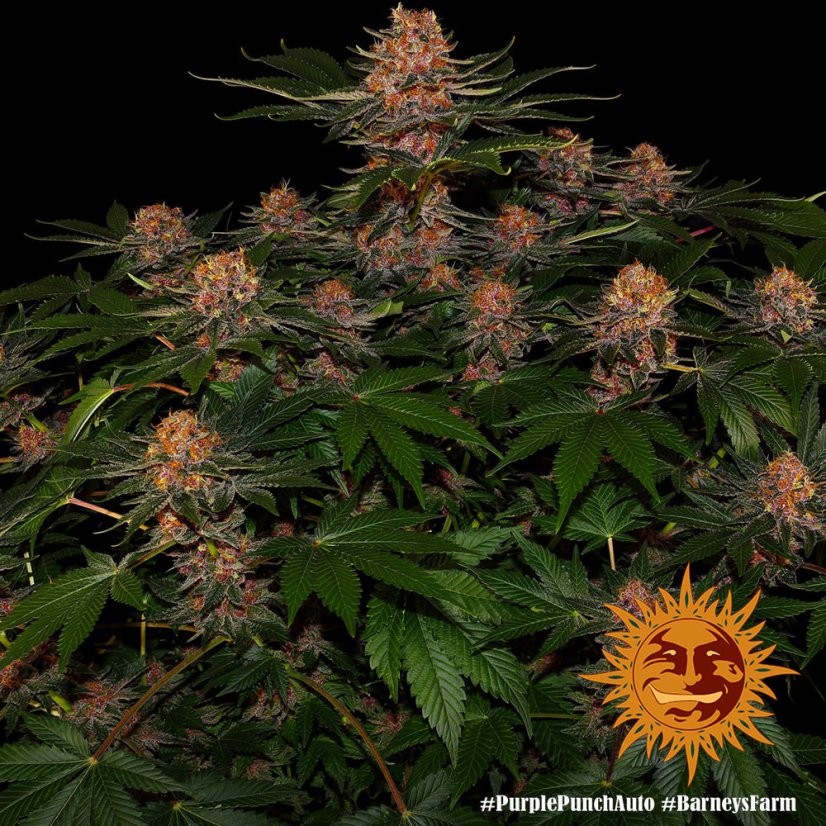 Purple Punch Auto - samonakvétací semínka 5 ks Barney´s Farm