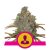 El Patron - feminized seeds 3 pcs Royal Queen Seeds