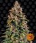 Wassermelone Zkittlez Auto - Autoflowering Marihuana Samen 5 Stück Barney's Farm