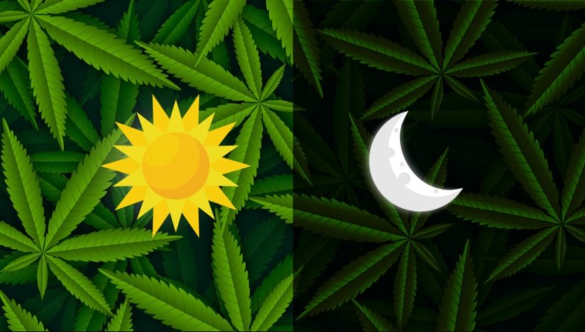 CBD 20:1 Auto Feminizowane Nasiona - 5