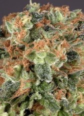 Super Haze - feminisierte 5ks Dutch Passion-Samen