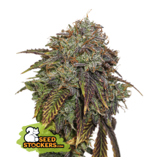 Seedstockers Gelato 41 Auto samonakvétací semena