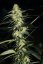 Killer Kush Fast Version - feminizovaná semínka 3ks Sweet Seeds