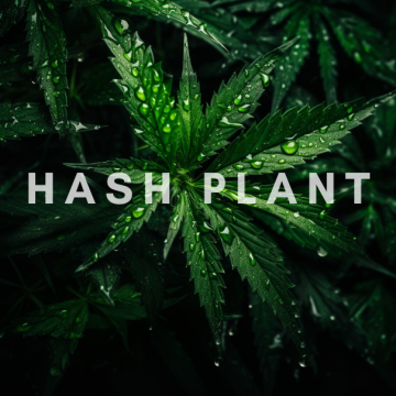 Hash Plant - Indian hemp with high resin content and short growth time