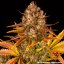 Dos Si Dos Auto - autoflowering semená marihuany 3 ks Barney´s Farm