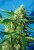 NYC Diesel Auto (predtým Ice Cool Auto) - feminizované a autoflowering semienka 5ks Sweet Seeds