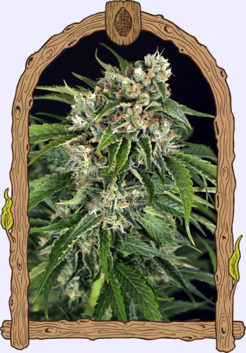 Sir Jack Pure CBD Auto - Autoflowering Marihuana Samen, 3Stck Exotic Seed