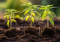 Mastering the Cannabis Seedling Stage in 3 Steps: A Practical Guide for Beginners