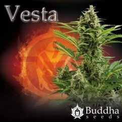 Vesta - fem. And autoflowering seeds of Buddha Seeds
