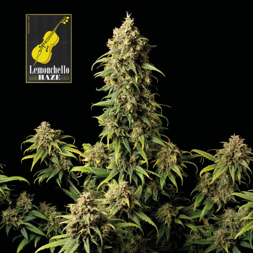 Lemonchello Haze Feminisierte Samen - 1