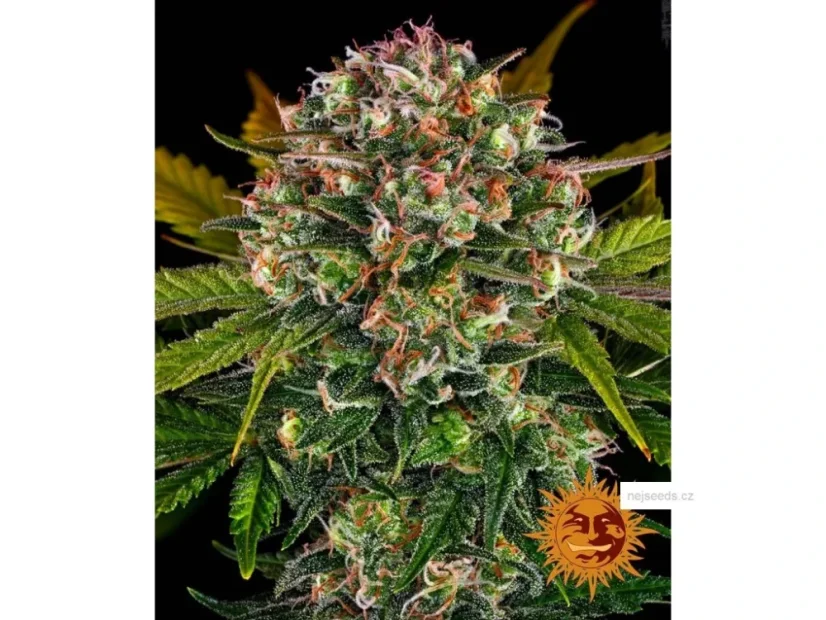 Strawberry Cheesecake Auto Feminisierte Samen - 3