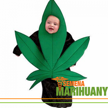 Dzięki legalizacji dzieci uczą się o marihuanie