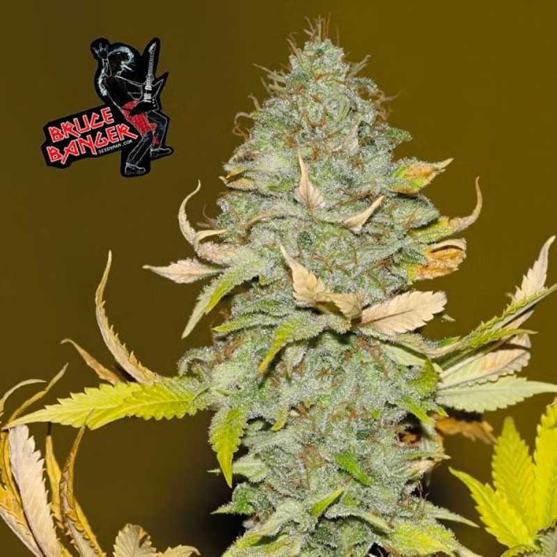 Bruce Banger - feminizované semienka konope 10 ks, Seedsman