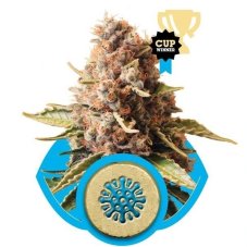 Euphoria - 10 feminizowanych nasion Royal Queen Seeds