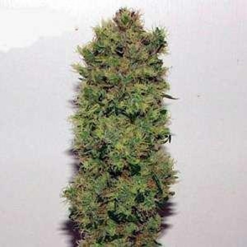 Skunk Haze 18 ks štandardizovaná semienka Mr. Nice