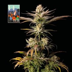 L.A. Peyote Kush - feminizované semienka konope 3 ks, Seedsman