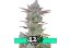 Gorilla Cookies Auto - autoflowering marijuana seeds 10 pcs Fast Buds