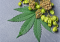 Humulene: Therapeutic Effects of This Cannabis Terpene