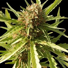 Red Cherry Berry - Feminized Seeds 10 pcs Barney's Farm