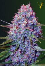 Victory Seeds Caramelino Feminized Seeds