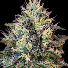 Cookies Gelato - feminizované semená 10 ks Royal Queen Seeds