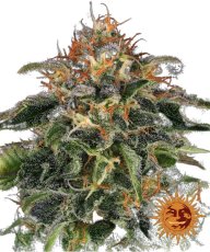 Moby Dick - feminizované semineka 10 ks, Barney´s Farm
