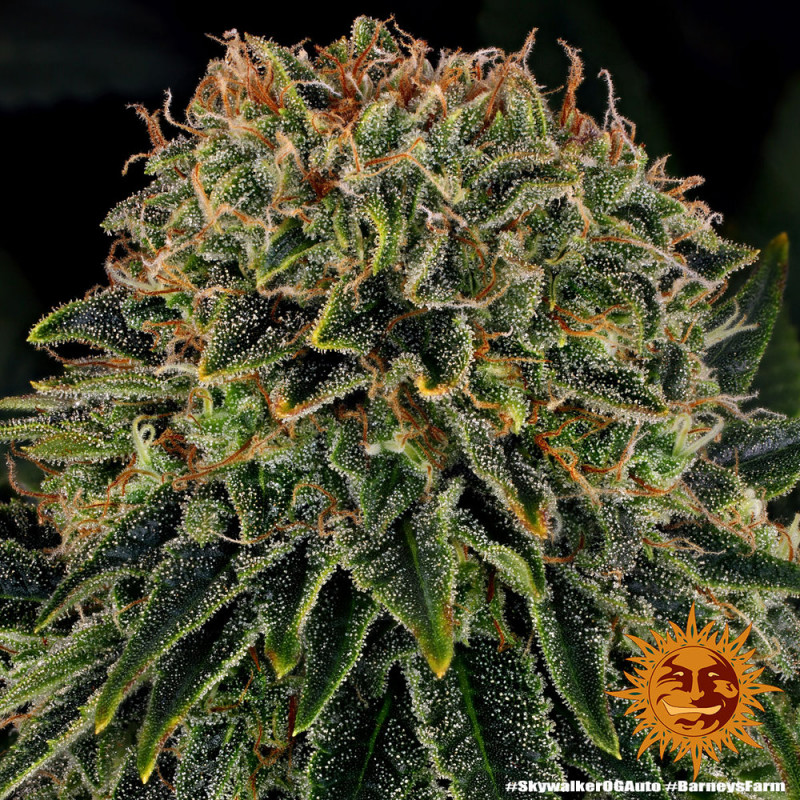 Skywalker OG Auto - Autoflowering Marihuana Samen 10 Stück Barney's Farm