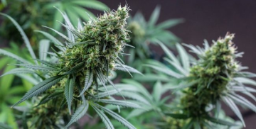 TOP Autoflowering CBD Hanfsamen für das Jahr 2023
