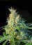 Psicodelicia - Feminisierte Samen 5ks Sweet Seeds