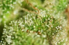 T.H. Seeds Sage'n Sour feminisierte Samen