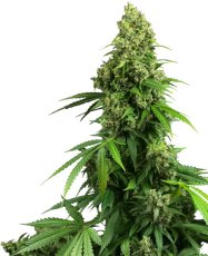 Honey Melon Kush Automatic - autoflowering seeds 10 pcs Sensi Seeds