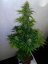 Sin Tra Bajo Auto - fem. A autoflowering semienka 3ks Barney´s Farm
