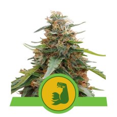 HulkBerry Automatic - samokvitnúce semená 10 ks Royal Queen Seeds