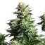 Amnesia Haze - 3 feminized Royal Queen Seeds seeds