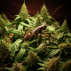 CANNABIS AND CRICKETS: HOW TO CONTROL THESE PESTS?