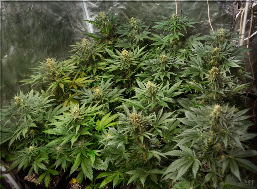 Jack 47 Fast Version - feminizované semienka 10 ks Sweet Seeds