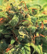 Humboldt Seed Company Pineapple Upside Down Cake feminisierte Hanfsamen, 5 St.