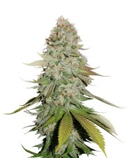 Gorilla Glue feminizovaná semena 3 ks Seedstockers