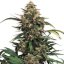 Strawberry Cough - feminizované semená 3 ks, Dutch Passion