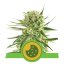 Royal Cookies Automatic - autocvjetajuće sjemenke 3 kom Royal Queen Seeds