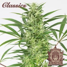 Buddha Autoflowering Amnesia, 3er Pack - Premium Samen von Buddha Seeds