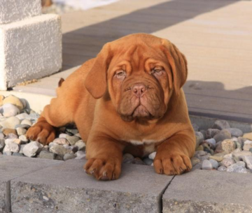 CBD bei der Behandlung von Osteoarthritis bei Hunden