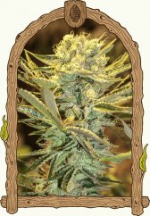 HippieBerry - feminisierte Marihuana Samen, 3Stck Exotic Seed