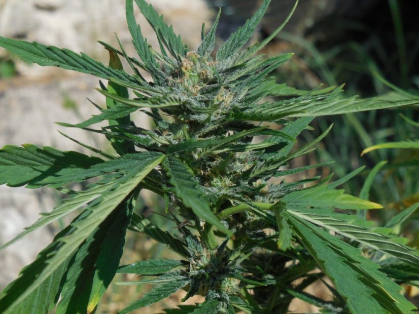 Cheese XXL Auto - fem. a autoflowering semienka 10ks Dinafem