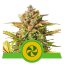 Sweet ZZ Automatic - semințe feminizate și autofloritoare 5 buc Royal Queen Seeds